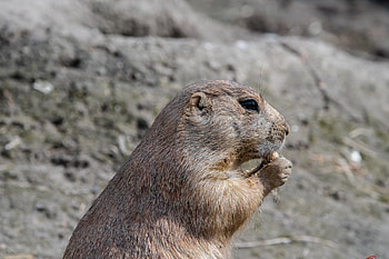 Ultra , Prairie Dog's charm, Adorable creature, Stunning HD wallpaper