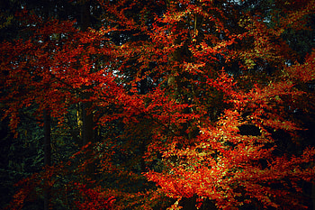 Nature, Trees, Autumn, Leaves, Branches, Shadows, Autumn Colors, Autumn Paints HD wallpaper
