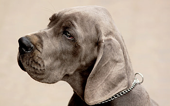 Great Dane nose, Weimaraner, Snout detail, Athletic dog HD wallpaper