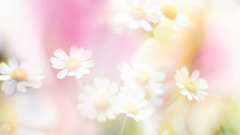 Soft Sensual Spring, pink, wild flowers, soft, flowers, dainty, Firefox Persona theme, daisies HD wallpaper