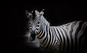 Animal, wildlife, portrait, zebra HD wallpaper