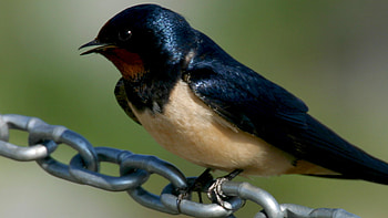 One man's mission, Save Hungary's swallows, Avian conservation, Bird protection HD wallpaper