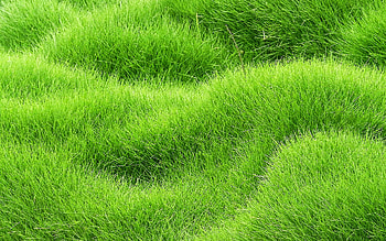 Grass carpet texture, 3D textures, Green grass background, Nature's details HD wallpaper