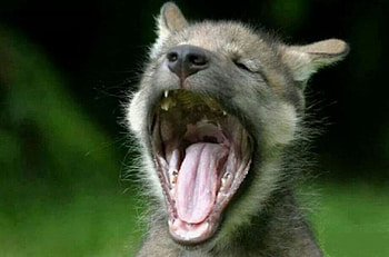 wolf pup, white, timber, saying, black, wolves, , wolf, canislupus, howling, wolf art, wisdom HD wallpaper