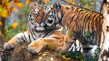 Mother and baby, Tiger Cub HD wallpaper