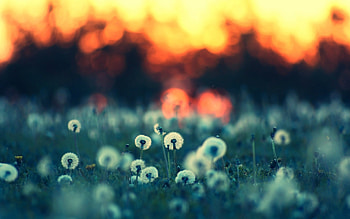 Plants, Landscape, Dandelions HD wallpaper