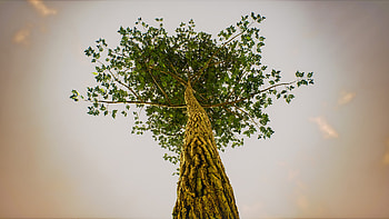canned ash tree, Artistic inspiration, Natural textures, 3D modeling HD wallpaper