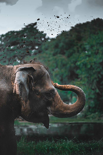 Elephant , resolution, Breathtaking artwork, True splendor HD phone wallpaper