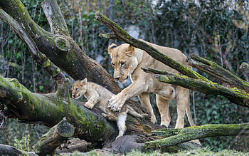 Lioness and small, branches, trees, small, Lioness HD wallpaper