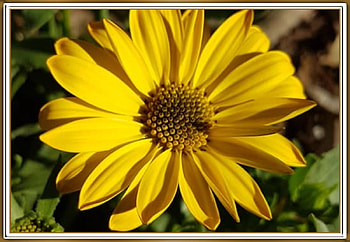 FRAMED FLOWERS, FLOWER, NATURE, , FRAMED HD wallpaper
