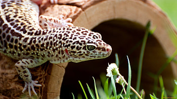 Gecko collection, delight, Striking , Reptilian beauty HD wallpaper