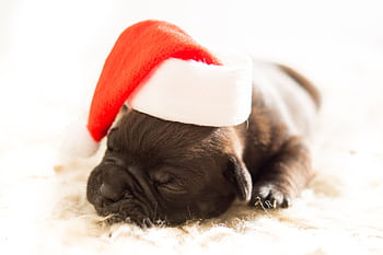 Adorable bulldog puppy wearing a Santa hat, peacefully napping on a soft surface. HD wallpaper