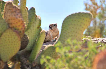 Animals, Animal, Cactus, Rodent, Gopher HD wallpaper