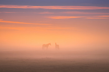 Majestic Horses In Countryside Field, morning, horses, field, nature HD wallpaper