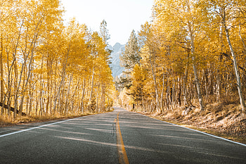 Landscape, Nature, Trees, Autumn, Road, Asphalt HD wallpaper