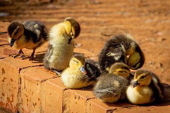 Cute group of baby ducklings relaxing on a sunlit brick outdoors, in a warm natural setting. HD wallpaper