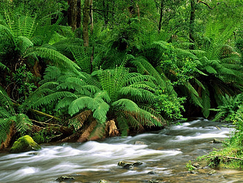 Plants, Rivers, Ferns HD wallpaper