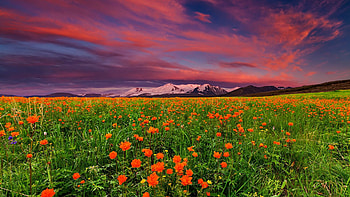 BLOOMING TOROLLIUS in the MOUNTAINS, landscape, sky, nature, flowers, mountains HD wallpaper