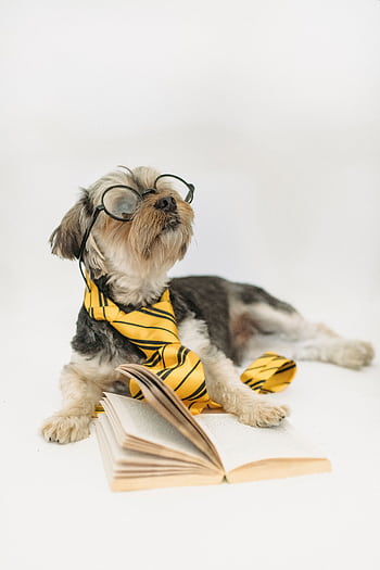 Cute Yorkshire Terrier wearing glasses and a tie, lying by an open book. HD phone wallpaper