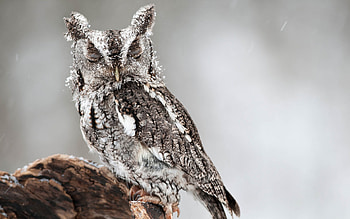 Owl in , Captivating details, Nature's beauty, High definition HD wallpaper