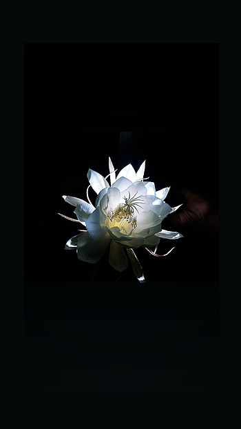 Brahmakamalam, mouli bheemaneti, mb , dark , flower , nature, flower HD phone wallpaper