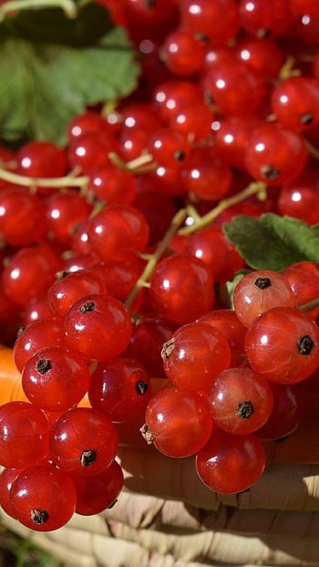 Red currants, Ripe berries, Basket full, Samsung Galaxy HD phone wallpaper