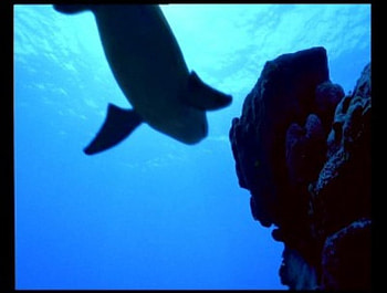 A SHARK FROM THE DAYS OF OLD, days of old, shark HD wallpaper