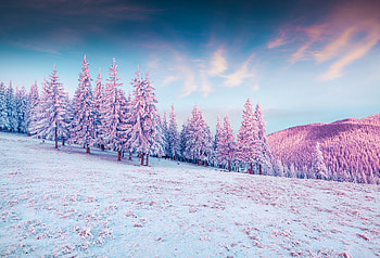 Trees Pink Colorful Cold Hills Snow , trees, snow, nature HD wallpaper