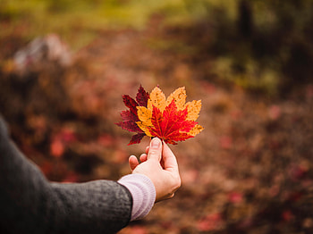 Autumn, Leaves, Hand, Miscellanea, Miscellaneous, Focus, Veins HD wallpaper