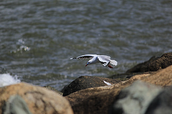 Animals, Stones, Sea, Bird, Flight, Seagull, Gull HD wallpaper