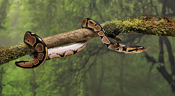 Majestic Jungle Python: Wildlife Snake, Animal, snake HD wallpaper