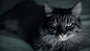 Animals, Cat, Fluffy, Muzzle, Fur HD wallpaper