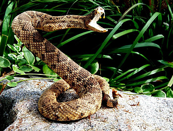Rattlesnake, Mesmerizing patterns, Camouflaged predator, Nature's masterpiece HD wallpaper