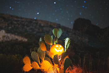 Cactuses, Halloween, Night, Pumpkin, Miscellanea, Miscellaneous, Glow HD wallpaper