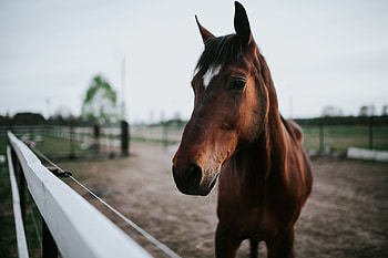 Animals, Brown, Sight, Opinion, Horse HD wallpaper
