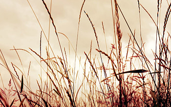 Grass, Background, Macro, Shine, Light, Field HD wallpaper