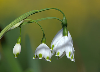 Snowdrops, Flowers, White, Winter HD wallpaper