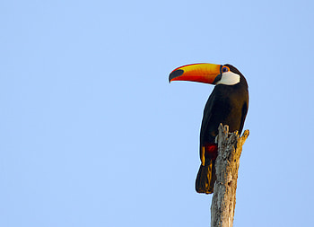 Animals, Sky, Bird, Beak, Toucan HD wallpaper