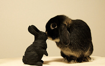 Animals, Spotted, Spotty, Kid, Tot, Rabbit HD wallpaper