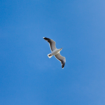 Animals, Flight, Gull, Seagull, Wings HD phone wallpaper
