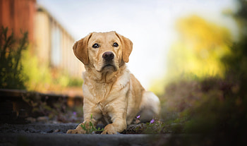 Labrador bilder, Friendly and loyal, Eager to please, Unconditional love HD wallpaper
