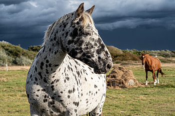 Majestic Spotted Horse in Ultra, Animal, horse HD wallpaper