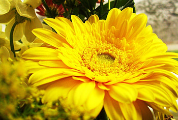 GERBERA, PETALS, FLOWERS, NATURE, COLORS HD wallpaper