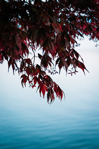 Nature, Water, Leaves, Branches HD phone wallpaper