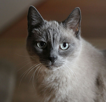 Cat, portrait, stare, confident HD wallpaper