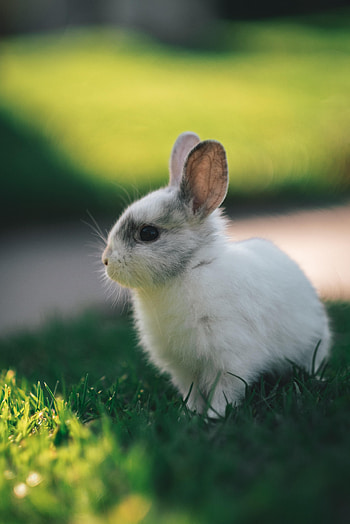Animals, Animal, Nice, Sweetheart, Profile, Rabbit HD phone wallpaper