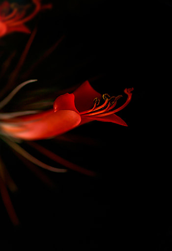 Flowers, Flower, Dark, Bloom, Flowering, Lily HD phone wallpaper