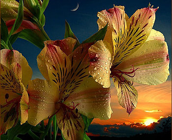 Flowers, landscape, nature, color HD wallpaper
