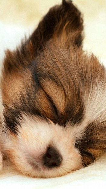 Sleeping puppy, Papillon Dog HD phone wallpaper