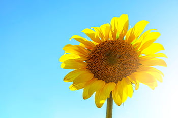 A bright yellow sunflower blossoms under a clear summer sky, capturing the essence of warm sunshine. HD wallpaper